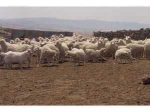 Türkiye Tiftiğinin Yüzde 58'i Ankara'dan