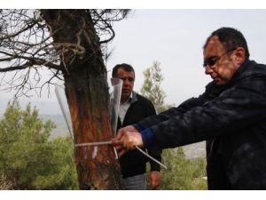 Balıkesir'de Çamkese Böceğiyle Mücadelede Tuzak Kullanılıyor