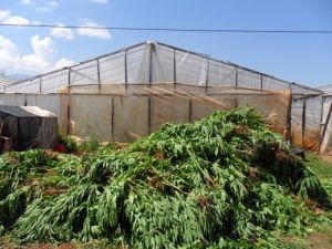 Hint Keneviri Eken Vatandaştan İlginç Savunma: İlaç Olsun Diye Ektim