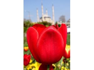 Selimiye Lalelerle Ayrı Bir Güzel