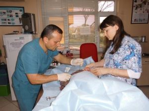 İnsanlarla Yaşayan Evcil Hayvanlarda Kanser Vakaları Artıyor