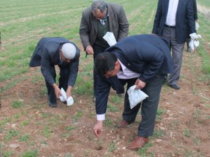 Tarlada mahsül bırakmadılar