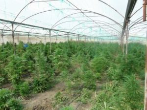 Serada Kenevir Yetiştirmişler