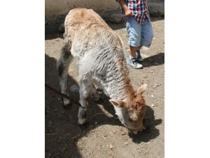 Veteriner Hekimlere ‘buzağı Sağlığı Sempozyumu’ Düzenlenecek