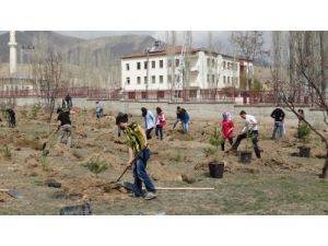 Oltu'da 466 Adet Sarıçam, Fakülte Kampusüne Dikildi