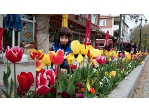 Eski Başkentte Lale Devri