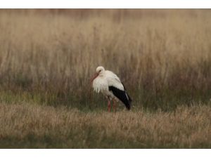 Afrika Göçmen Kuşları Yolcu Ederken, Anadolu Karşılamaya Hazırlanıyor