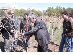 Erzincan'da Bağda Entegre Mücadele Eğitimi Veriliyor