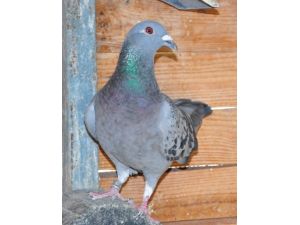 Posta Güvercinleri Yarışlara Sporcu Gibi Hazırlanıyor