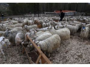 Tiftiğin Sof Kumaşa Dönüşüm Hikayesi