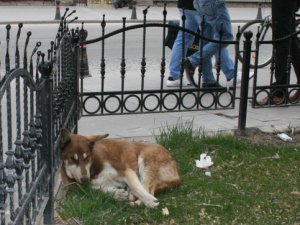 Hastalık taşıyorlar