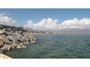 Vangölü'nde İnci Kefali Avlanma Yasağı Başladı