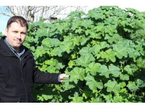 Tıbbı Ve Aromatik Bitkilere Tkdk'dan Yüzde 50 Geri Ödemesiz Hibe