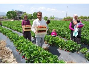 'Mut'ta Olmaz' Dedikleri Çileği 8 Yıldır Üretiyor