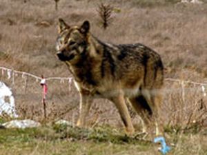 İşte Türk kurt köpeği