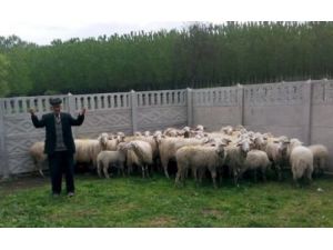 Sahte Para İle Besiciyi Dolandıranlar Yakalandı