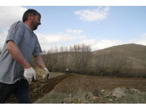 Yozgatlı Çiftçiler Taşlı Arazilerini Temizleyememekten Yakınıyor