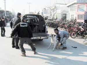 Karatay’da başıboş hayvanlar toplandı