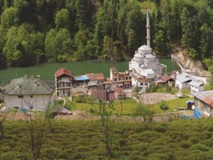 Yeşil görünce dayanamıyorlar