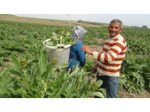 Karaciğer Dostu 'Sarıkız Enginar' Hasadı Başladı