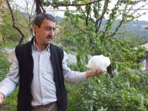 Aydın'da Etkili Olan Dolu Tarım Alanlarına Zarar Verdi