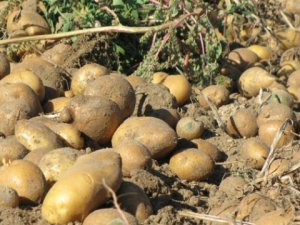 Don bu sefer patatesi vurdu