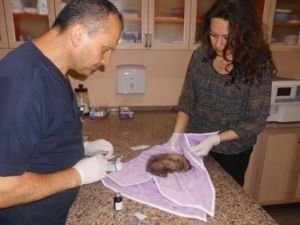 Zehirlenen Kirpiyi Veteriner Hekime Yetiştirdi