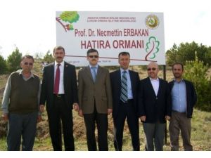 Merhum Necmettin Erbakan Anısına Hatıra Ormanı