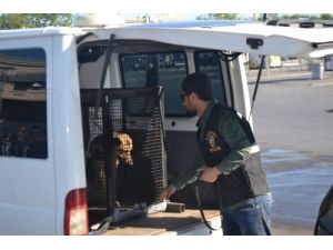 Kadıköy İskele Meydanı’nda Dedektör Köpek