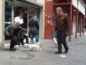 İstiklal Caddesi'nde Köpek Safası