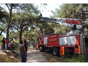 Kaçan Papağan, İtfaiye Yardımıyla Çam Ağacından İndirildi