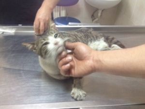 Akbil Dolum Cihazına Sıkışan Kedi, İtfaiyecilere Zor Anlar Yaşattı