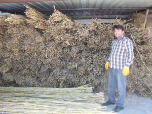 Bataklıkta yetişen kamışlar daha kaliteli