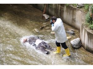 Alzheimer Hastası Derede Ölü Bulundu