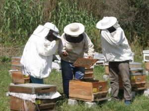 Arılar, Aşırı Dozda Verilen İlaçtan Ölmüş
