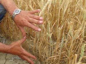 Buğdayın boyu iki karışta kaldı