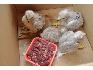 Annesi Ölen 4 Yavru Kartala Doğa Koruma Ve Milli Parklar Müdürlüğü Sahip Çıktı