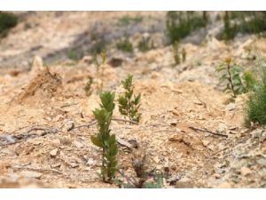 Karaburun Yarımadası, Artık Yeşilburun Yarımadası