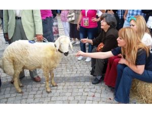 Yarış Pisttinde Bu Sefer Arabalar Değil Kuzular Yarışacak