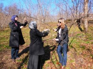 Sigorta Eksperleri Zarar Gören Fındık Bahçelerinde Hasar Tespiti Yapıyor