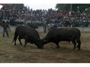 Boğa Güreşinde Yağmur Bastırınca Alttaki Sandalyeler Başa Çıktı