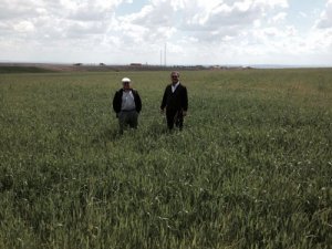 Yağışlar çiftçilerin yüreğine su serpti