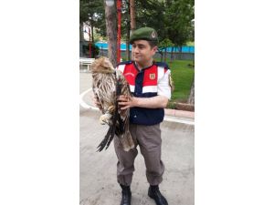 Yaralı 'Kızıl Şahin'e Jandarma Sahip Çıktı