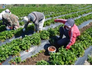 Çilek Üreticileri Altın Yılını Yaşıyor