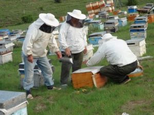 Yozgat’ta Arıcılar Yaylara Çıktı