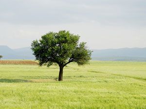 Buğday tarlasından sofraya iyi haber