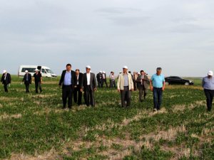 Tarımın yeni tasarruf modeli: Doğrudan ekim