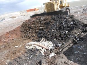 Obruk Barajı'ndaki Balıkları 'Oksijen Yetersizliği' Öldürmüş
