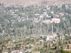 Sarıveliler'de kavak ağaçları kesiliyor