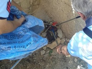 Mahalleliyi korkutan yılana operasyon